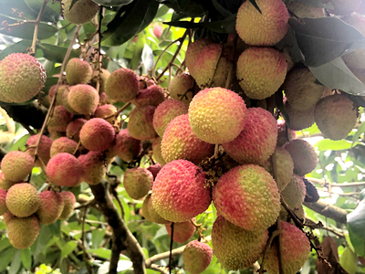 嶺南六月荔枝丹，‘馬甲’增添別樣紅——技術(shù)推廣服務(wù)助力產(chǎn)業(yè)升級